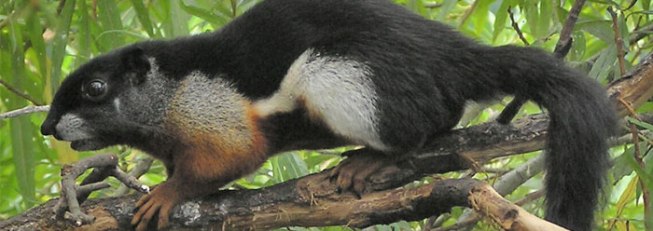 jurassic_squirrel_wide