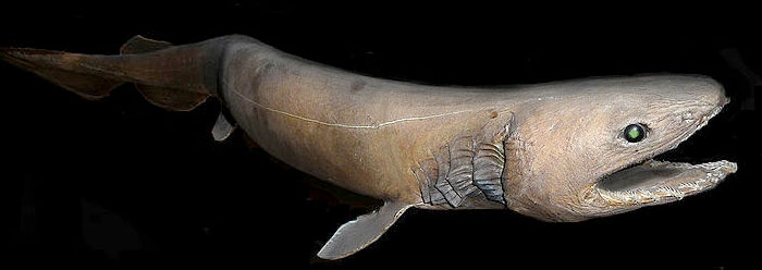 frilled_shark_wide