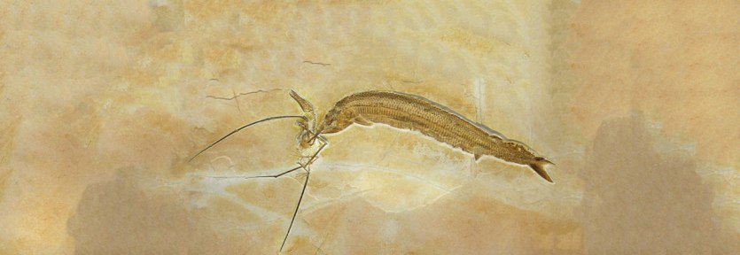 Spécime WDC CSG 255: um Aspidorhynchus e um Rhamphorhynchus em um embate fatal