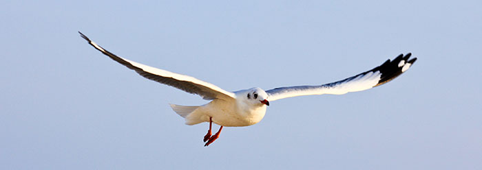 reverse_engineering_bird_wide1