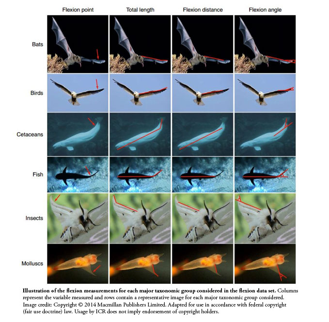 reverse_engineering_bird_wide2